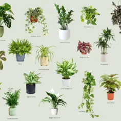 Jak wybrać rośliny do ciemnego przedpokoju, które wyglądają jak żywe? Monstera, zamiokulkas, skrzydłokwiat i inne zielone cuda.