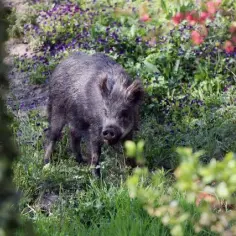 Ile kosztuje dzik w skupie? Sprawdź aktualne ceny i czynniki wpływające na wartość