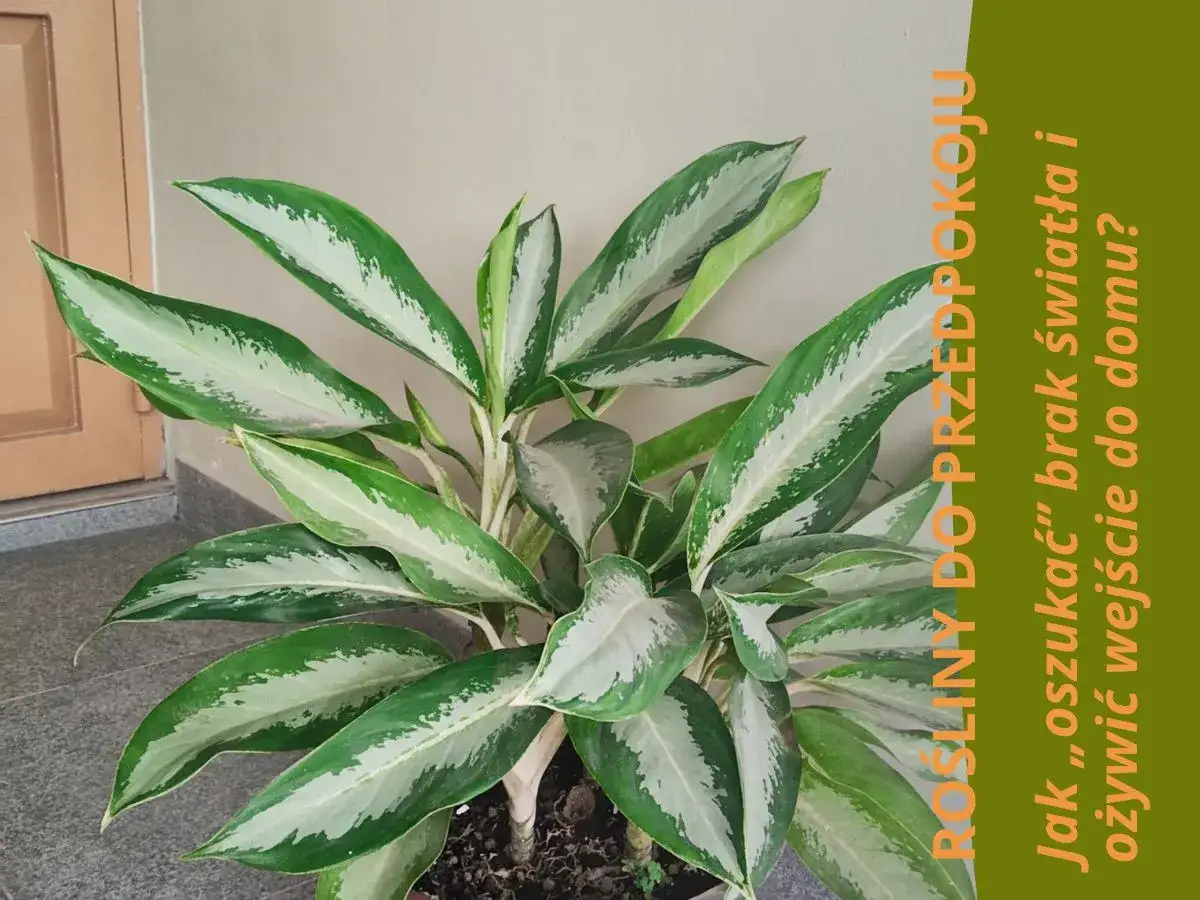 Rośliny do ciemnego przedpokoju, które wyglądają jak żywe. Aglaonema z pięknymi liśćmi, idealna do każdego domu.